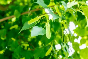 Tilia cordata 'Greenspire' - STDS 8-10 CM C20 - image 2