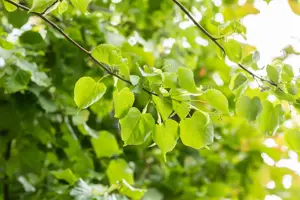 Tilia cordata 'Greenspire' - STDS 8-10 CM C20 - image 4