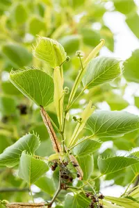 Tilia henryana