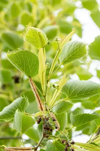 Tilia henryana - STEM 225 CM, GIRTH 8-10 CM C25 - image 1