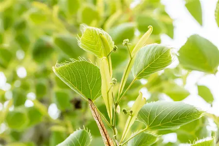 Tilia henryana - STDS 12-14 CM CONT - image 2