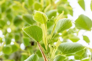 Tilia henryana - STDS 12-14 CM CONT - image 2