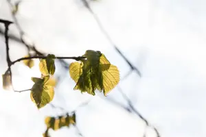 Tilia platyphyllos