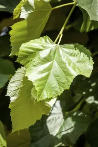 Tilia tomentosa