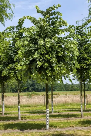 Tilia tomentosa - 60-80 CM C6 WHIP - image 2