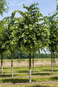 Tilia tomentosa - 60-80 CM C6 WHIP - image 2
