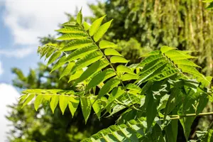 Toona sinensis - 30-40 CM C2 - image 4