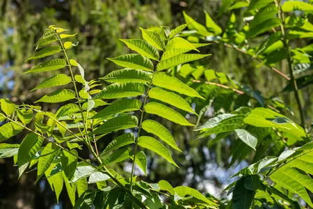 Toona sinensis 'Flamingo' - 150-175 CM C25 - image 1