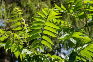 Toona sinensis 'Flamingo' - 150-175 CM C25 - image 1