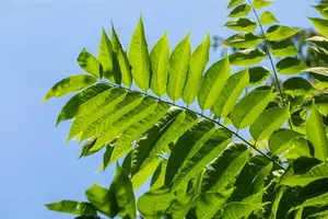 Toona sinensis 'Flamingo' - 150-175 CM C25 - image 2