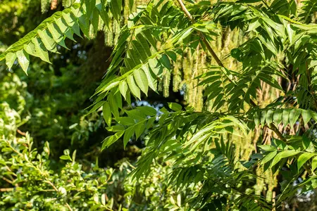 Toona sinensis 'Flamingo' - 150-175 CM C25 - image 3