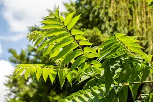 Toona sinensis 'Flamingo' - 150-175 CM C25 - image 4