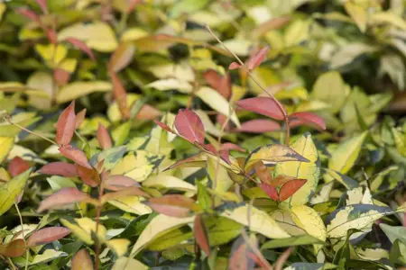 Trachelospermum as. 'Summer Sunset' - P9