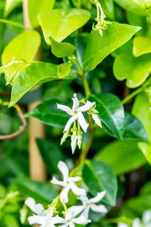Trachelospermum jasm. 'Selbra' - 100-125 CM C3 - image 2
