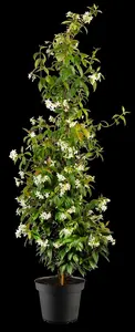 Trachelospermum jasm. 'Selbra' - 100-125 CM C3 - image 3