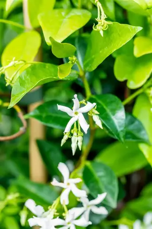 Trachelospermum jasm. 'Waterwheel' - 80-100 CM C3 - image 2