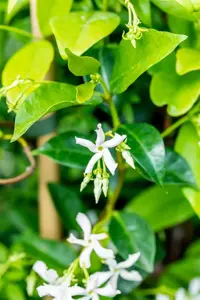 Trachelospermum jasm. 'Waterwheel' - 80-100 CM C3 - image 2
