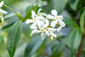 Trachelospermum jasm. 'Waterwheel' - 80-100 CM C3 - image 4