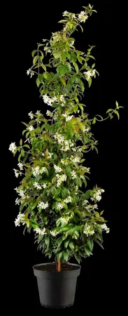 Trachelospermum jasm. 'Waterwheel' - 80-100 CM C3 - image 3