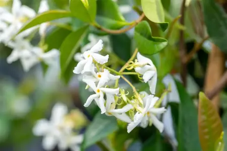 Trachelospermum jasminoides - C2, single cane (60 cm) - image 5