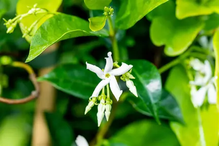 Trachelospermum jasminoides - 125-150 CM C2 CANE - image 1