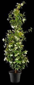 Trachelospermum jasminoides - 80-100 CM C2 CANED - image 3