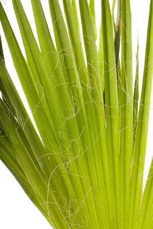 Trachycarpus fortunei - C1 - image 3