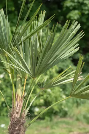 Trachycarpus fortunei - C1 - image 5