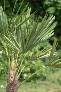 Trachycarpus fortunei - C1 - image 5
