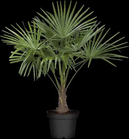 Trachycarpus fortunei - C1 - image 4