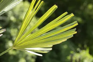 Trachycarpus fortunei - 100-125 CM C20 - image 3