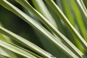 Trachycarpus fortunei - 100-125 CM C20 - image 4