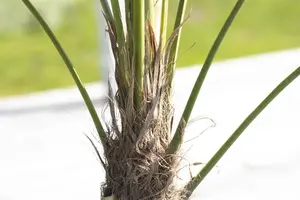 Trachycarpus fortunei - 100-125 CM C20 - image 5