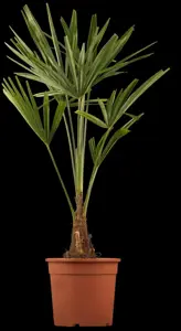 Trachycarpus fortunei