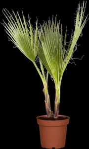 Trachycarpus fortunei - C1 - image 2