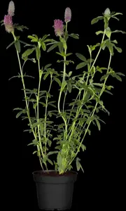 Trifolium rubens - P9