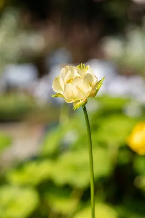Trollius 'Alabaster' - P9 - image 2