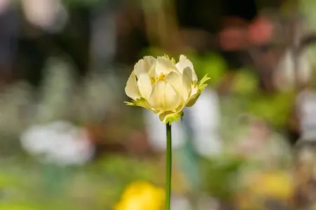 Trollius 'Alabaster' - P9 - image 3