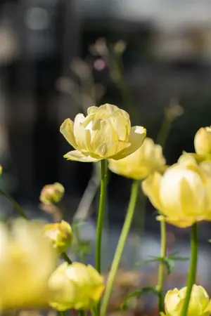 Trollius 'Cheddar' - 2 Ltr pot - image 1
