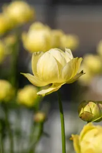 Trollius 'Cheddar' - 2 Ltr pot - image 2