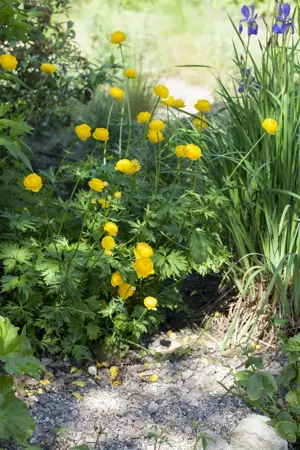Trollius europaeus - 2 Ltr pot - image 1