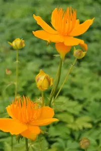 Trollius europaeus - 2 Ltr pot - image 2