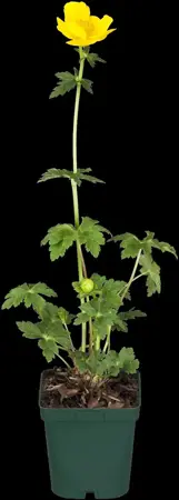 Trollius europaeus - 2 Ltr pot - image 3