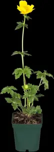 Trollius europaeus - 2 Ltr pot - image 3
