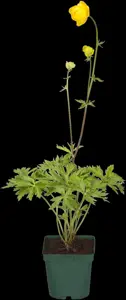 Trollius europaeus - 2 Ltr pot - image 4