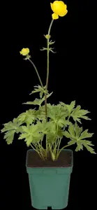 Trollius europaeus - 2 Ltr pot - image 5