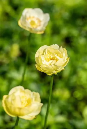 Trollius 'Fullmoon' - P9 - image 2