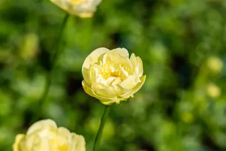 Trollius 'Fullmoon' - 2 Ltr pot - image 1