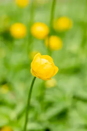 Trollius 'Lemon Queen' - P9 - image 3