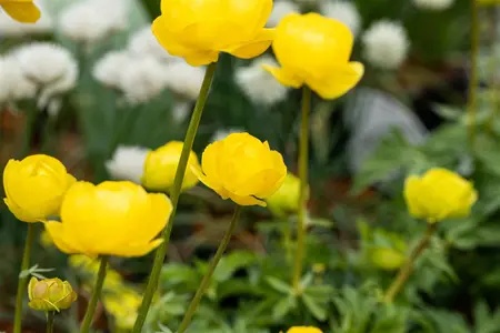Trollius 'Lemon Queen' - P9 - image 1